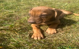 Rhodesian Ridgeback dogs for sale: Big bold bouncy bundles  - Image 11