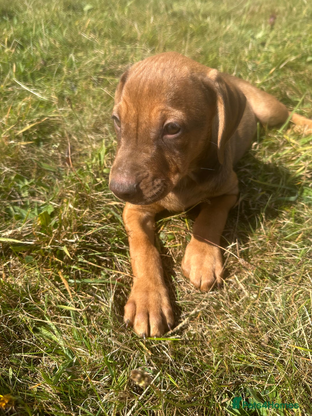 Rhodesian Ridgeback dogs for sale: Big bold bouncy bundles  - Image 11