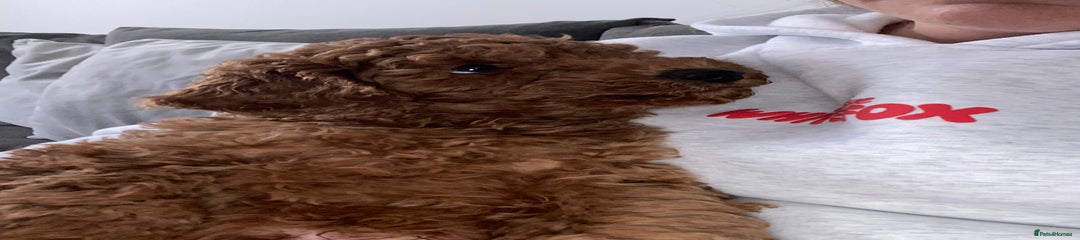 Cavapoochon Puppy 1
