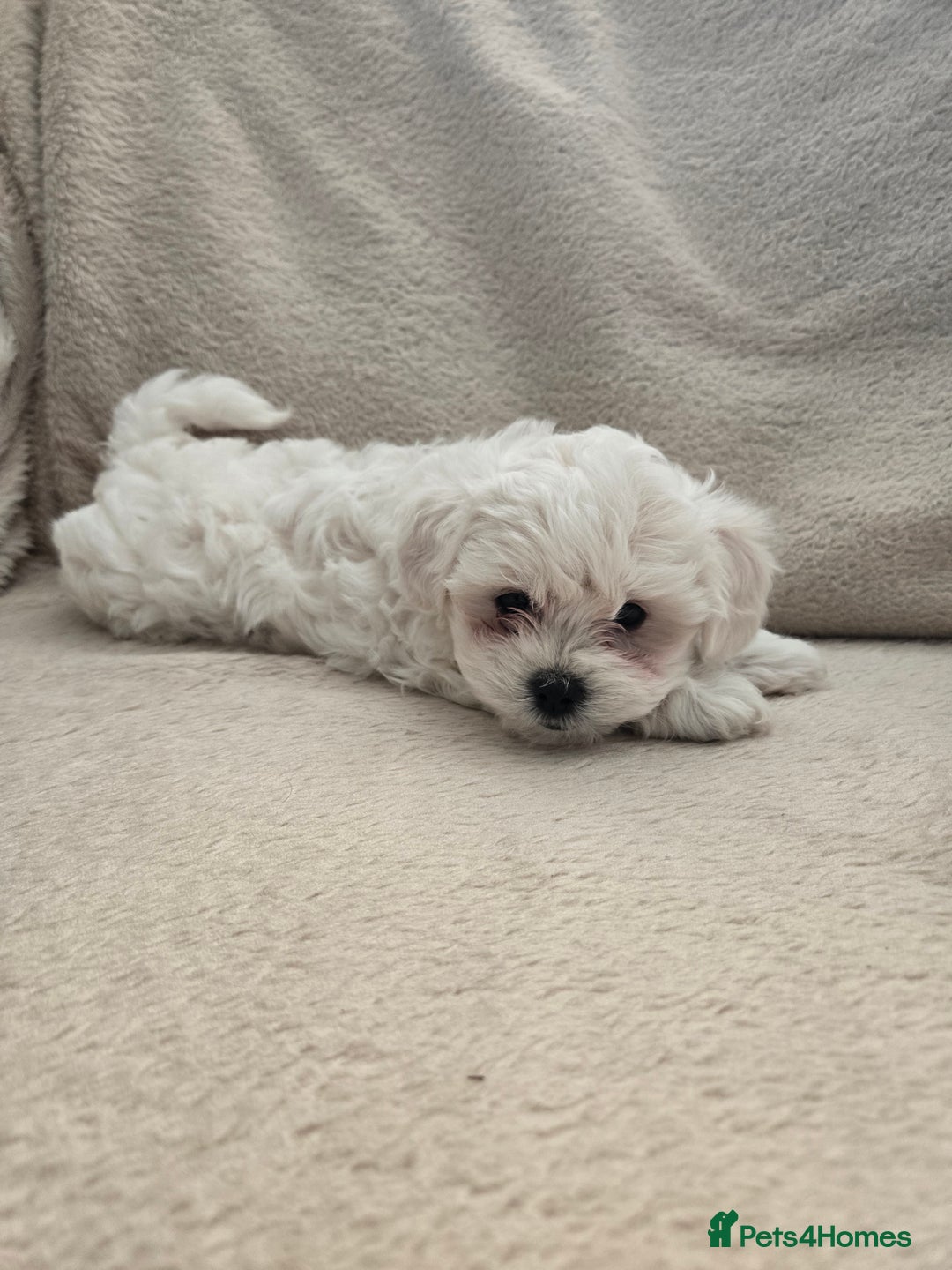Bichon Frise dogs for sale: Bichon bolognese  - Advert 4