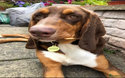 Mixed Breed dogs for adoption: Nacho - goofy Sabueso Hound for adoption - Image 10