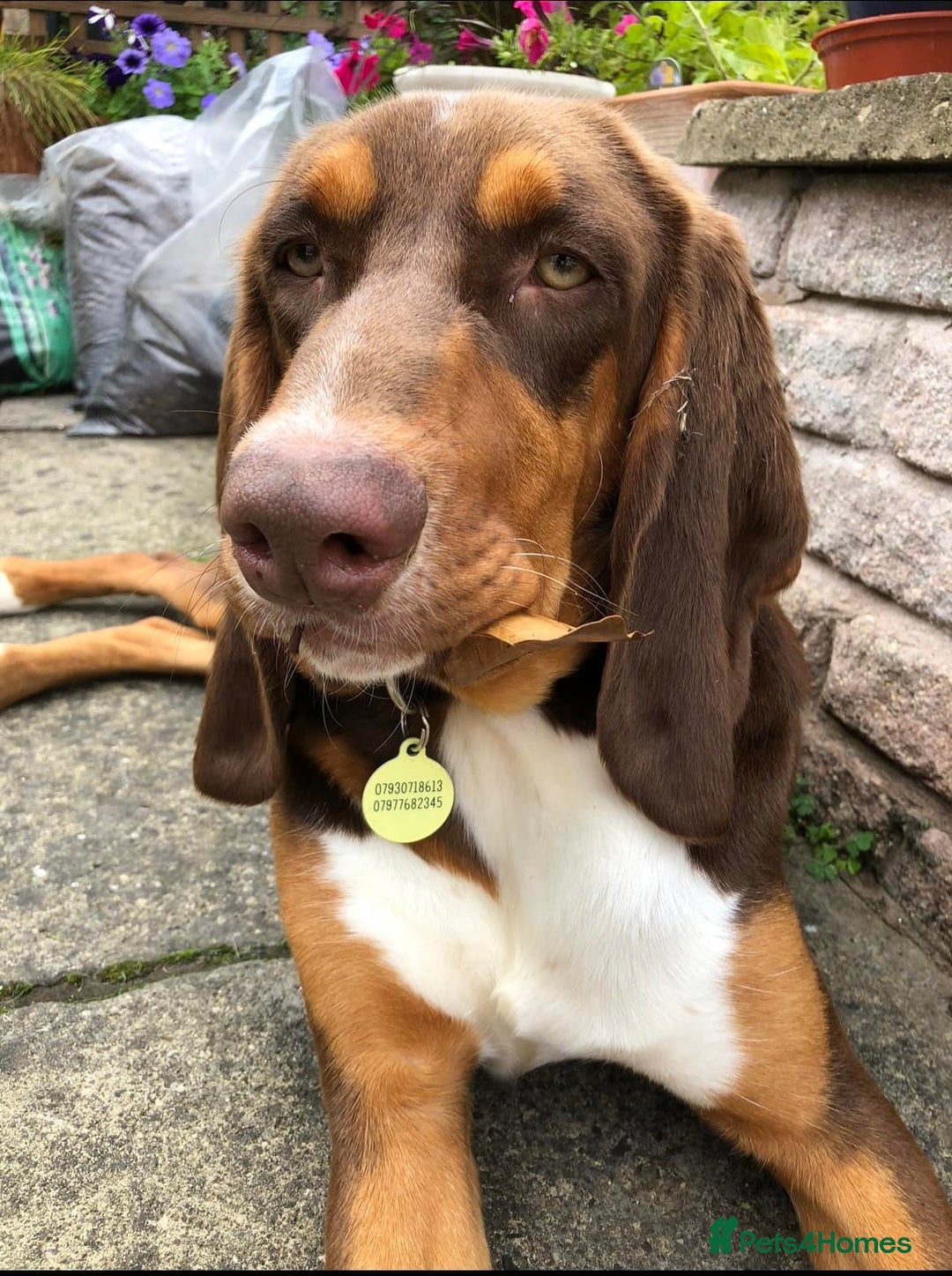 Mixed Breed dogs for adoption: Nacho - goofy Sabueso Hound for adoption - Image 10