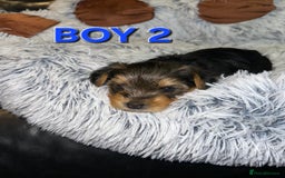 Yorkshire Terrier dogs for sale: 💕🐾Adorable PEDIGREE YORKSHIRE TERRIER Pups🐾💕  - Image 8