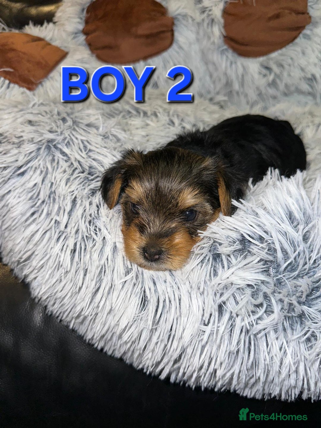 Yorkshire Terrier dogs for sale: 💕🐾Adorable PEDIGREE YORKSHIRE TERRIER Pups🐾💕  - Image 8