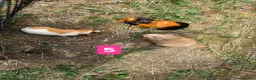Guinea Pig rodents for sale: Guinea pigs for sale bonded pairs / trios  - Advert 5