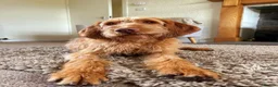 Hungarian Vizsla dogs for sale: KC Reg Hungarian Wirehaired Vizsla Puppies - Advert 12