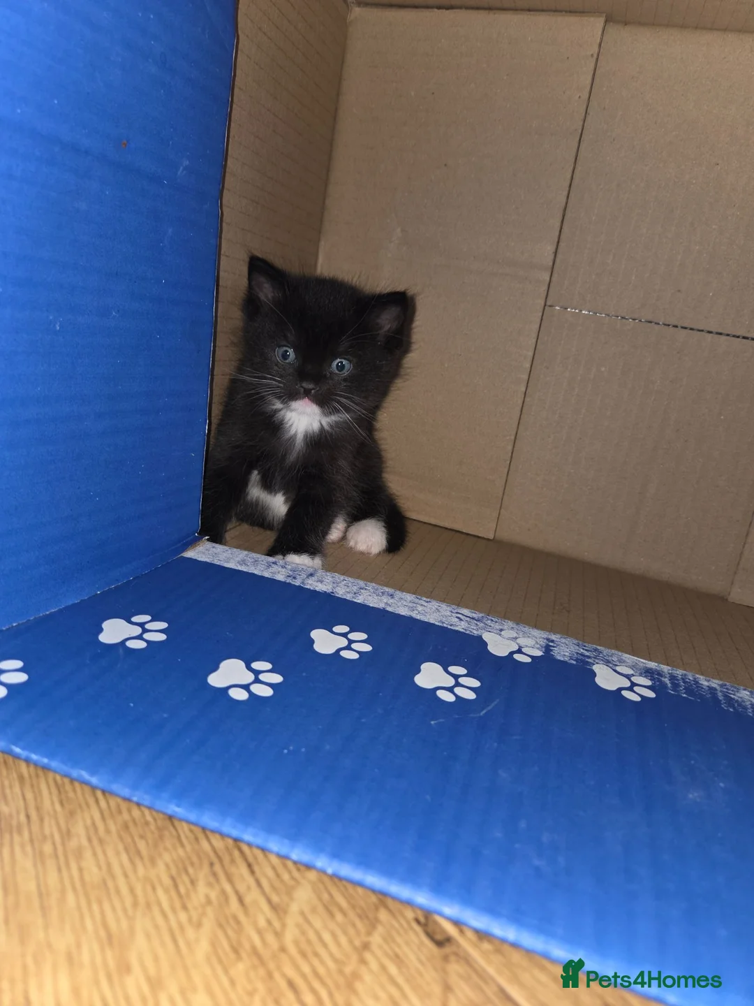 Ragdoll cats for sale: Loving kittens - Advert 5