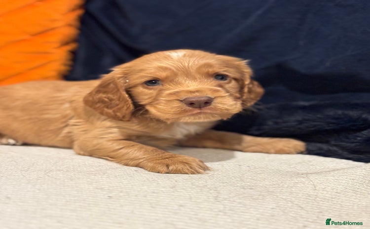 Cocker Spaniel dogs 🐾Show Cocker Spaniel 🐾  - Advert 13