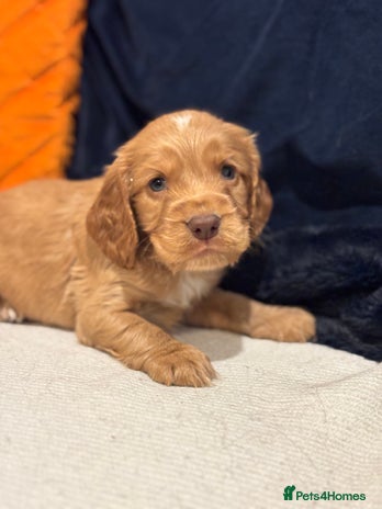 Cocker Spaniel dogs 🐾Show Cocker Spaniel 🐾 - Advert 13