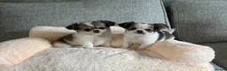 Pomchi dogs for sale: Beautiful female pomchi - Advert 10