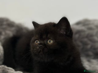 British Shorthair cats Exceptional BSH Girls, Champion Bloodlines - Advert 1