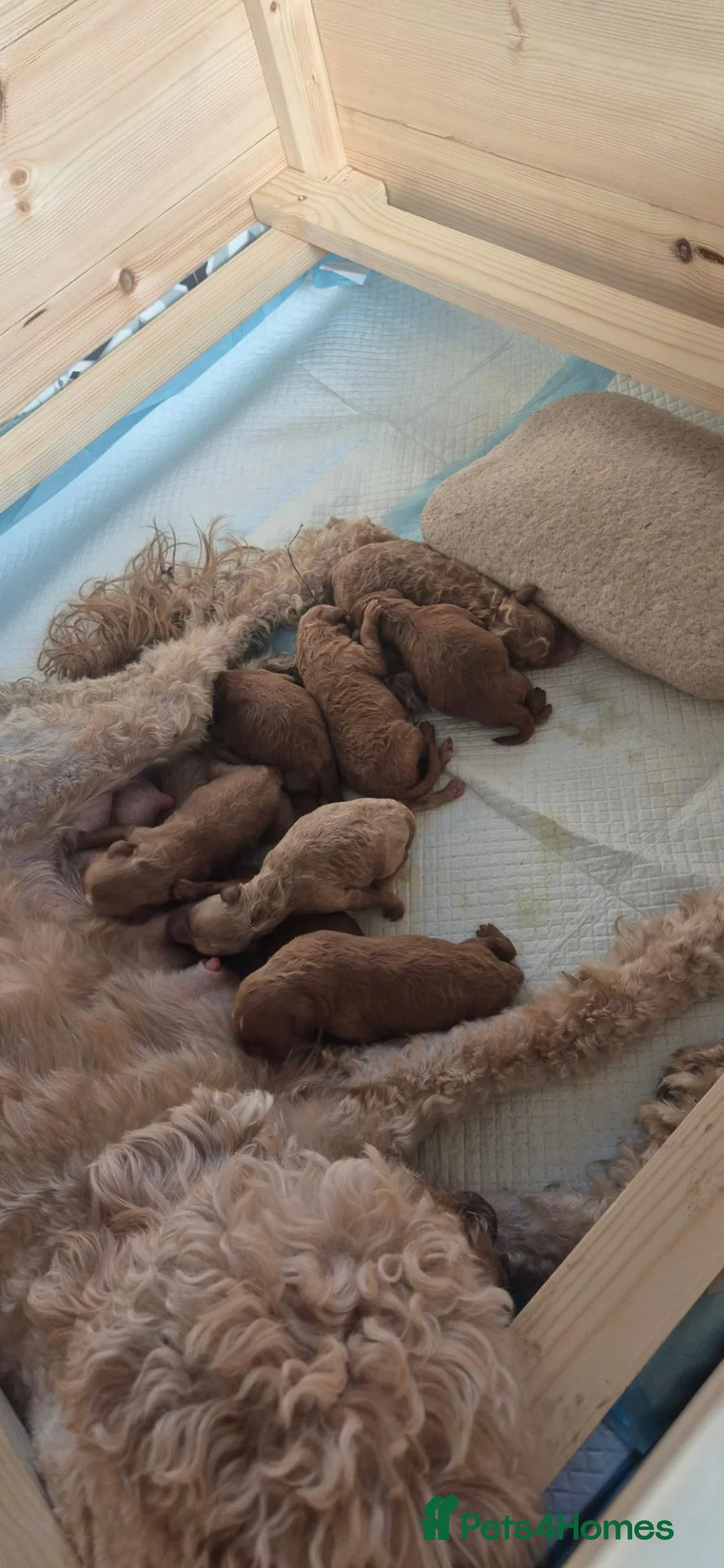 Cavapoo dogs for sale: Cavapoo F1b - Advert 7