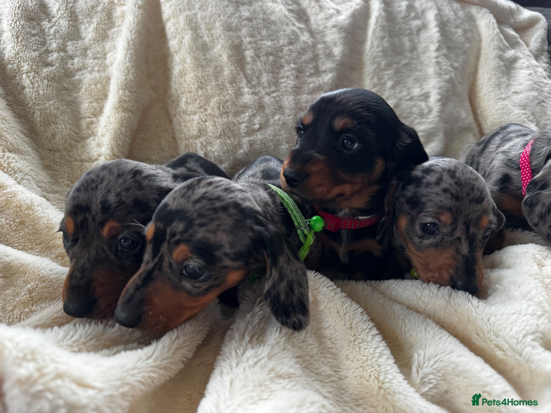 Miniature Dachshund dogs for sale: Miniature silver dapple dachshunds last one boy - Advert 2