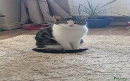 Mixed Breed cats for sale: 2 year old cat George for rehoming (FREE) - Image 4