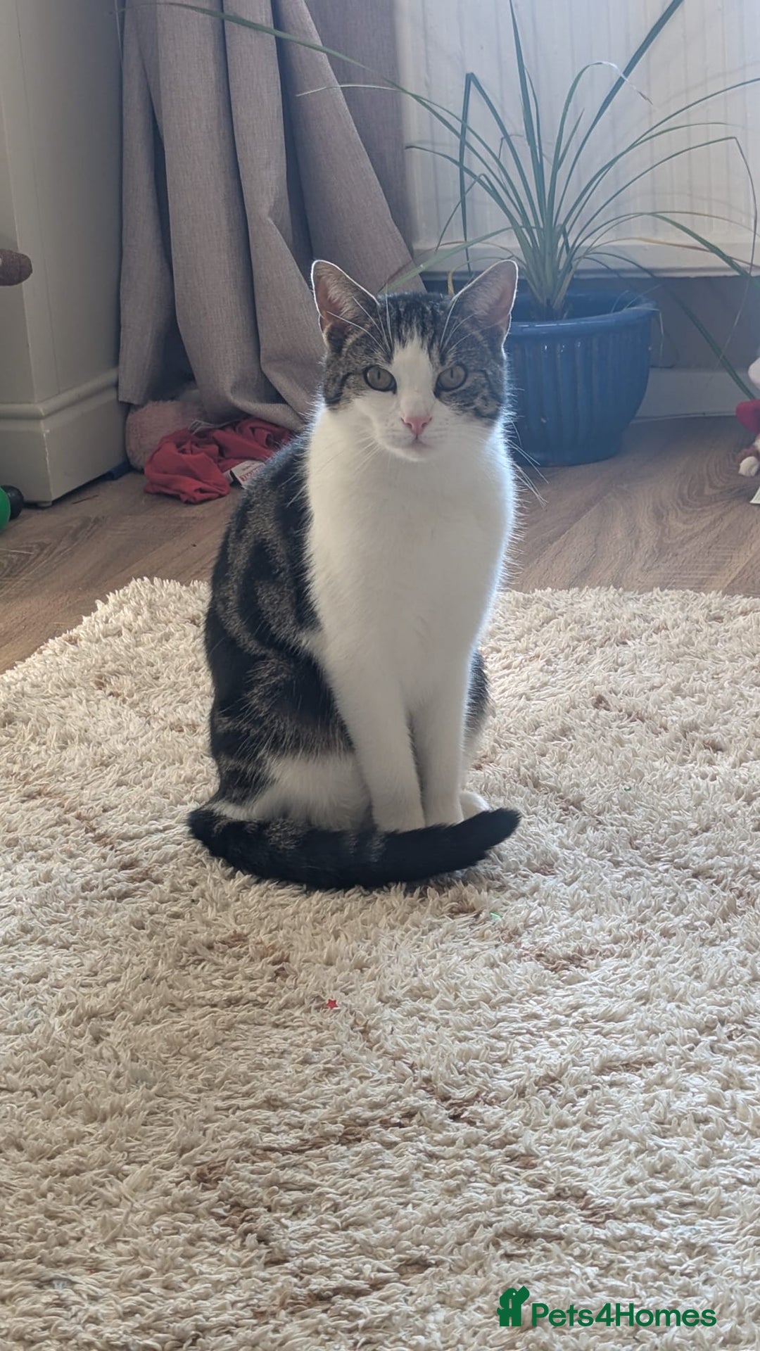 Mixed Breed cats for sale: 2 year old cat George for rehoming (FREE) - Image 4