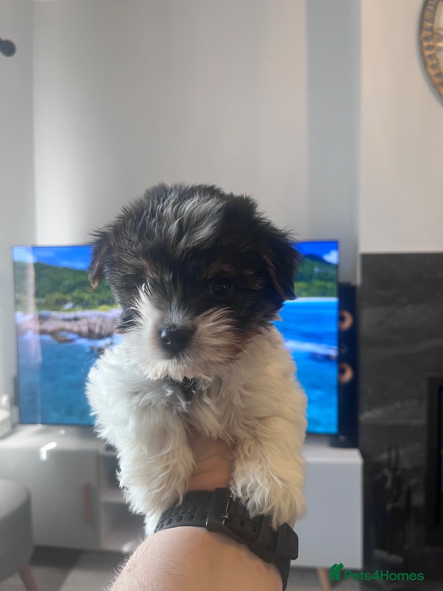 Biewer Terrier dogs Ready to Go 3 Pure Biewer Terrier for sale  - Advert 1