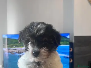 Biewer Terrier dogs Ready to Go 3 Pure Biewer Terrier for sale - Advert 1