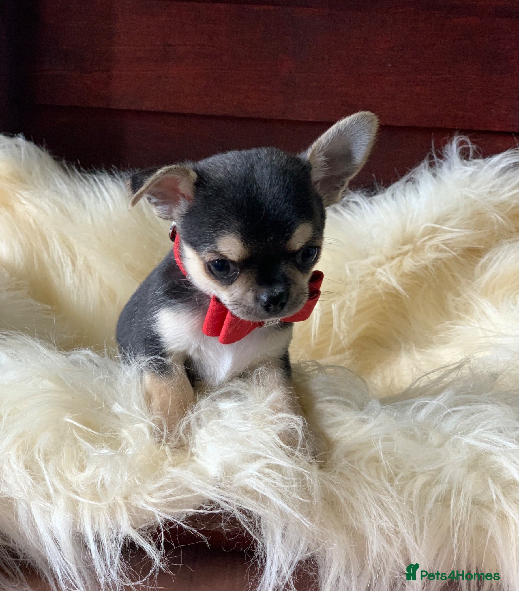 Chihuahua dogs 5* LICENSED GORGEOUS💕 KC CHIHUAHUA LITTER - Advert 4