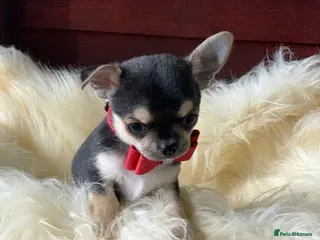 Chihuahua dogs 5* LICENSED GORGEOUS💕 KC CHIHUAHUA LITTER - Advert 4