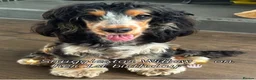 Cocker Spaniel dogs for sale: Stunning KC Reg Show type Cocker Spaniel puppies  - Advert 21