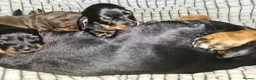 Miniature Dachshund dogs for sale: Superb miniature smooth haired Dachshunds. - Advert 15