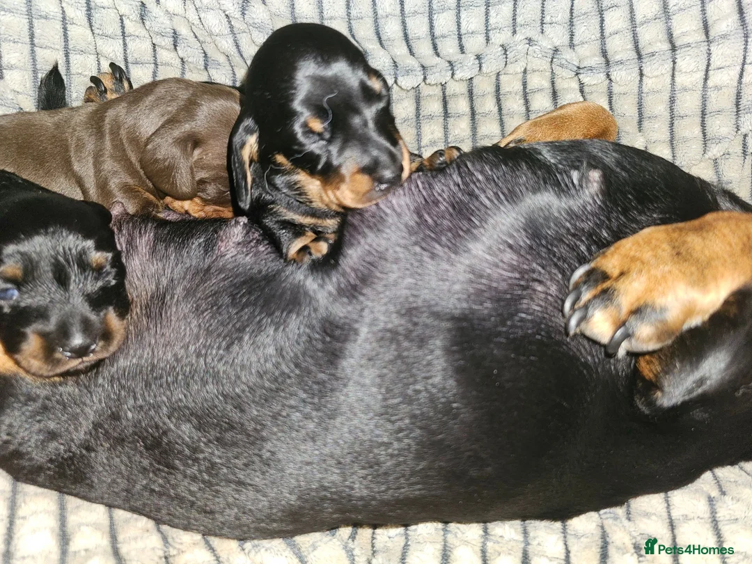 Miniature Dachshund dogs for sale: Superb miniature smooth haired Dachshunds. - Advert 15