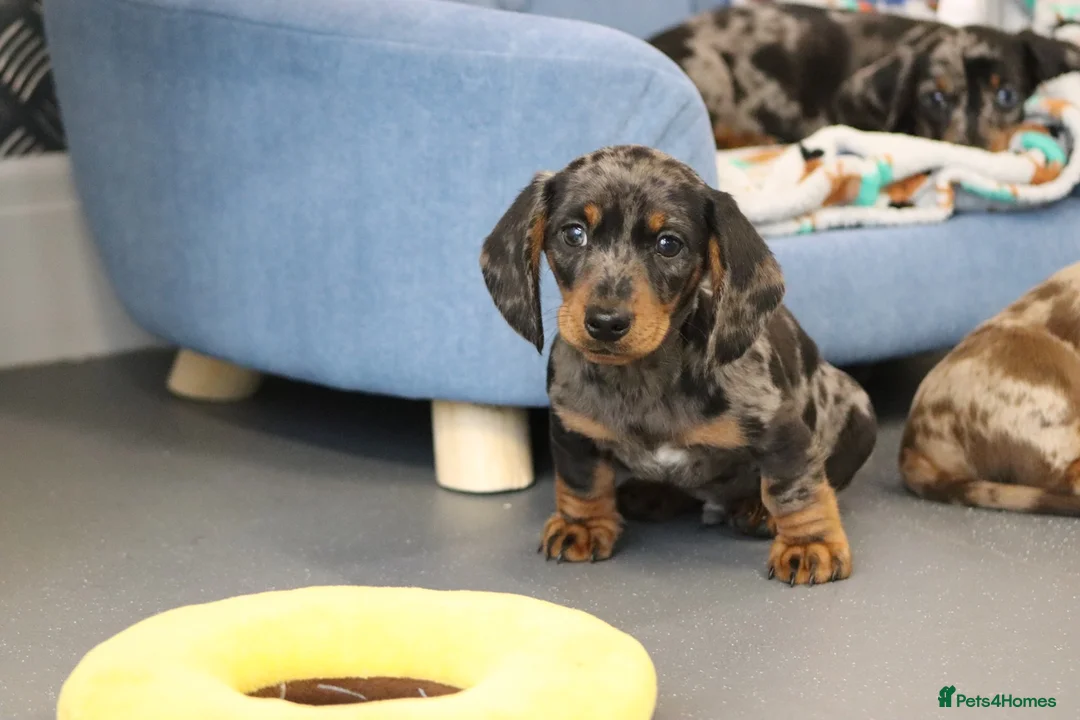 Miniature Dachshund dogs for sale: Beautiful Miniature Dachshund puppies for sale - Advert 26