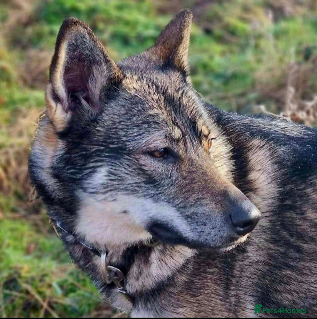 Saarloos Wolfdog dogs for sale: Sarloos wolfdog - Image 1