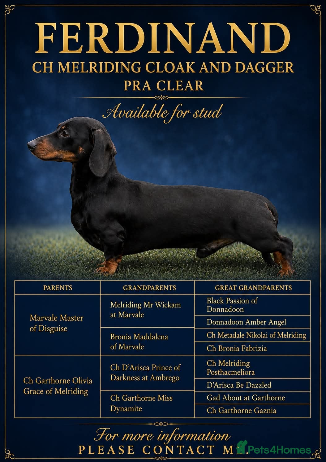 Dachshund dogs CH Melriding Cloak and Dagger - Advert 1
