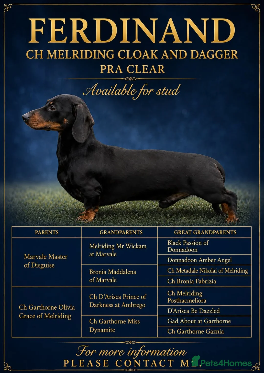 Dachshund dogs for stud: CH Melriding Cloak and Dagger - Advert 1