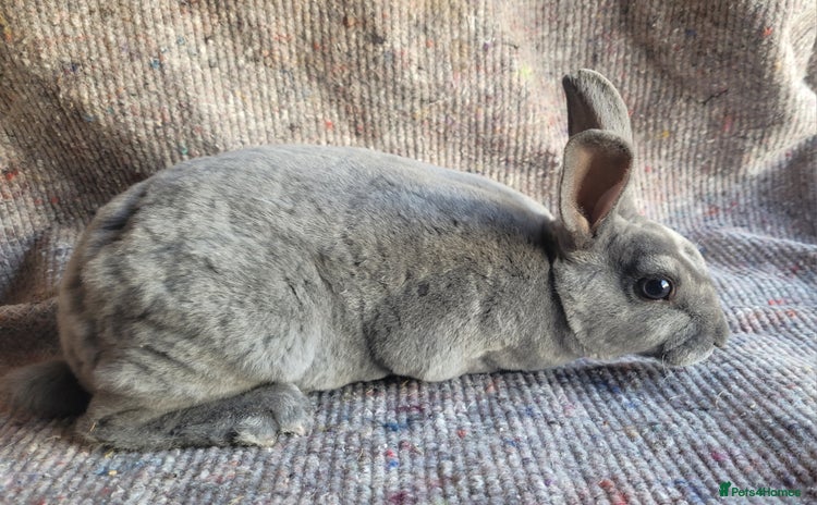 Rex rabbits for sale - Advert 3