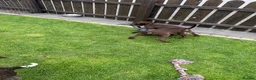 German Shorthaired Pointer dogs for sale: German Shorthaired Pointer Puppies  - Advert 19