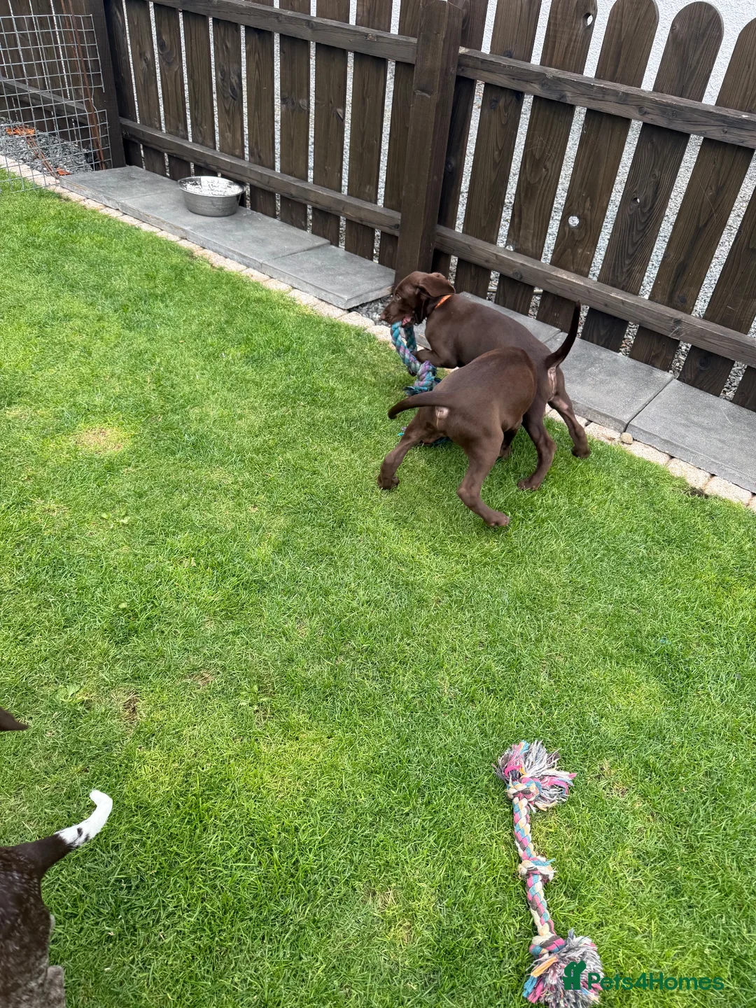 German Shorthaired Pointer dogs for sale: German Shorthaired Pointer Puppies  - Advert 19