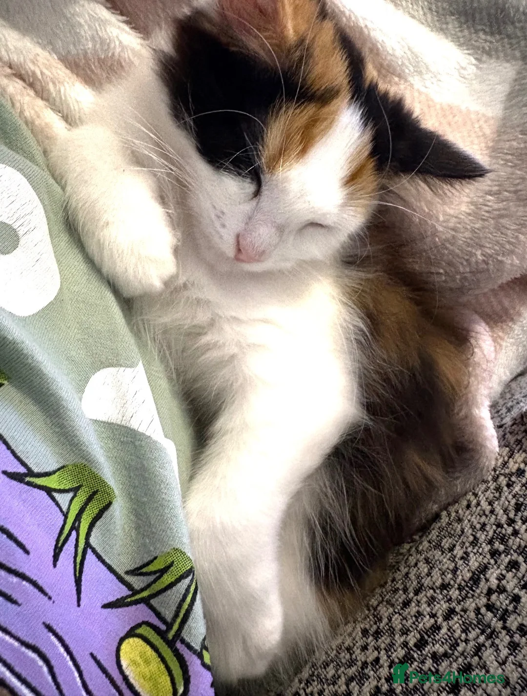 Mixed Breed cats for sale: Beautiful litter of kittens - Advert 1