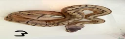 Python Snake reptiles for sale: Collection of Royals  - Advert 20