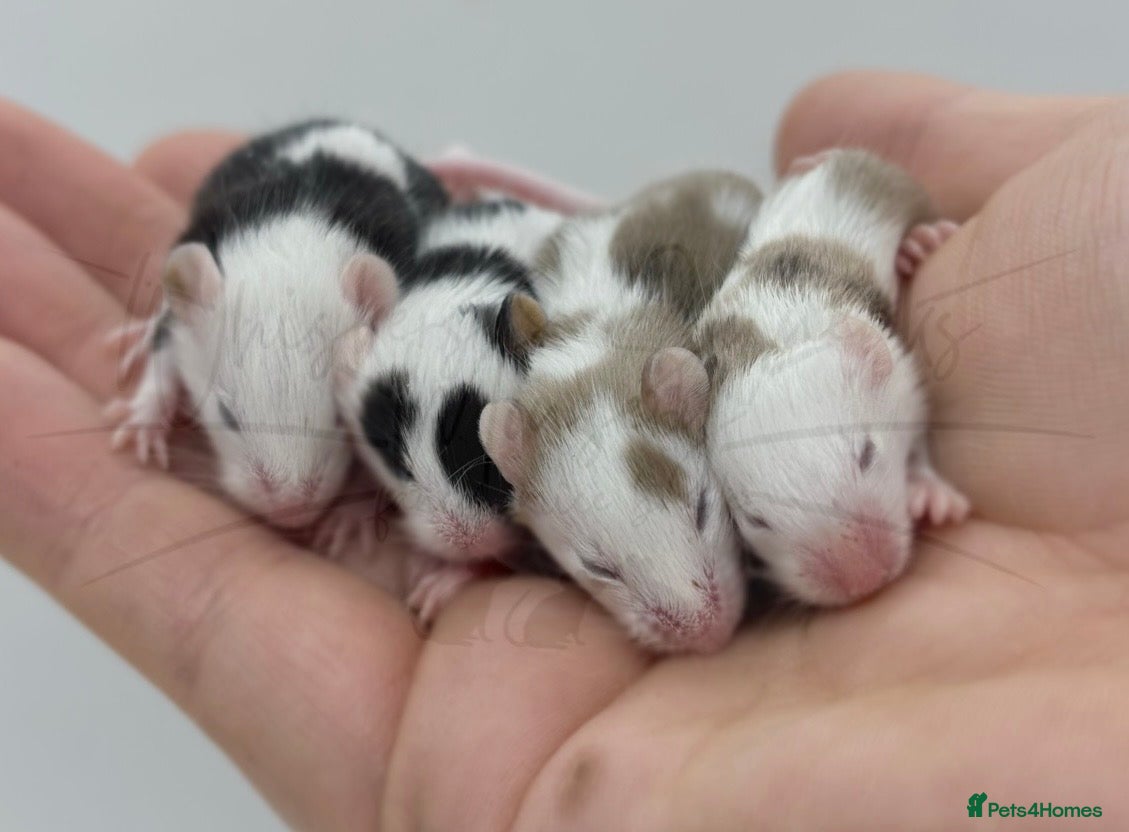 Mouse rodents male baby fancy mice (read description).  - Advert 4