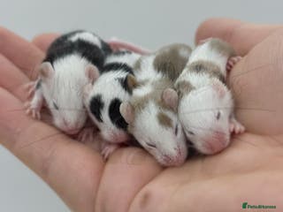 Mouse rodents male baby fancy mice (read description). - Advert 3