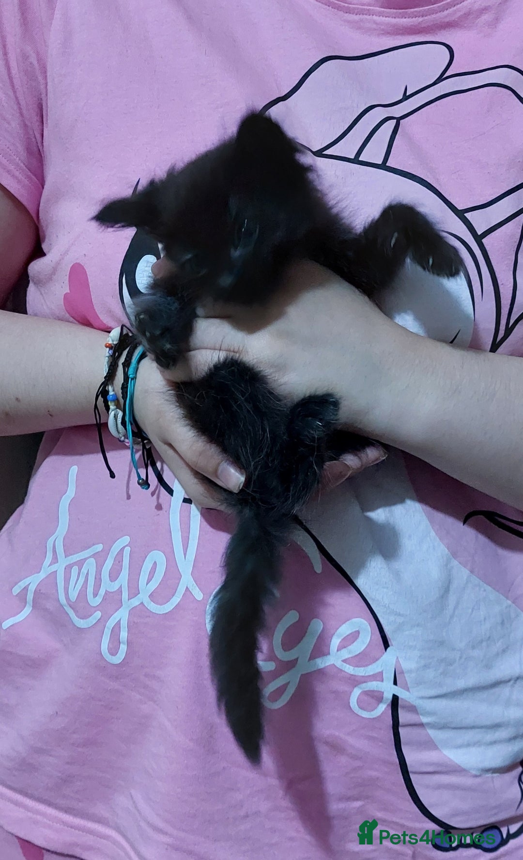 Mixed Breed cats for sale: Beautiful ragdoll bengal kittens  - Image 5