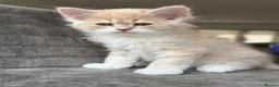 Mixed Breed cats for sale: Ragdoll x Persian Kittens (ONLY 4 left) in Dunstable - Advert 12