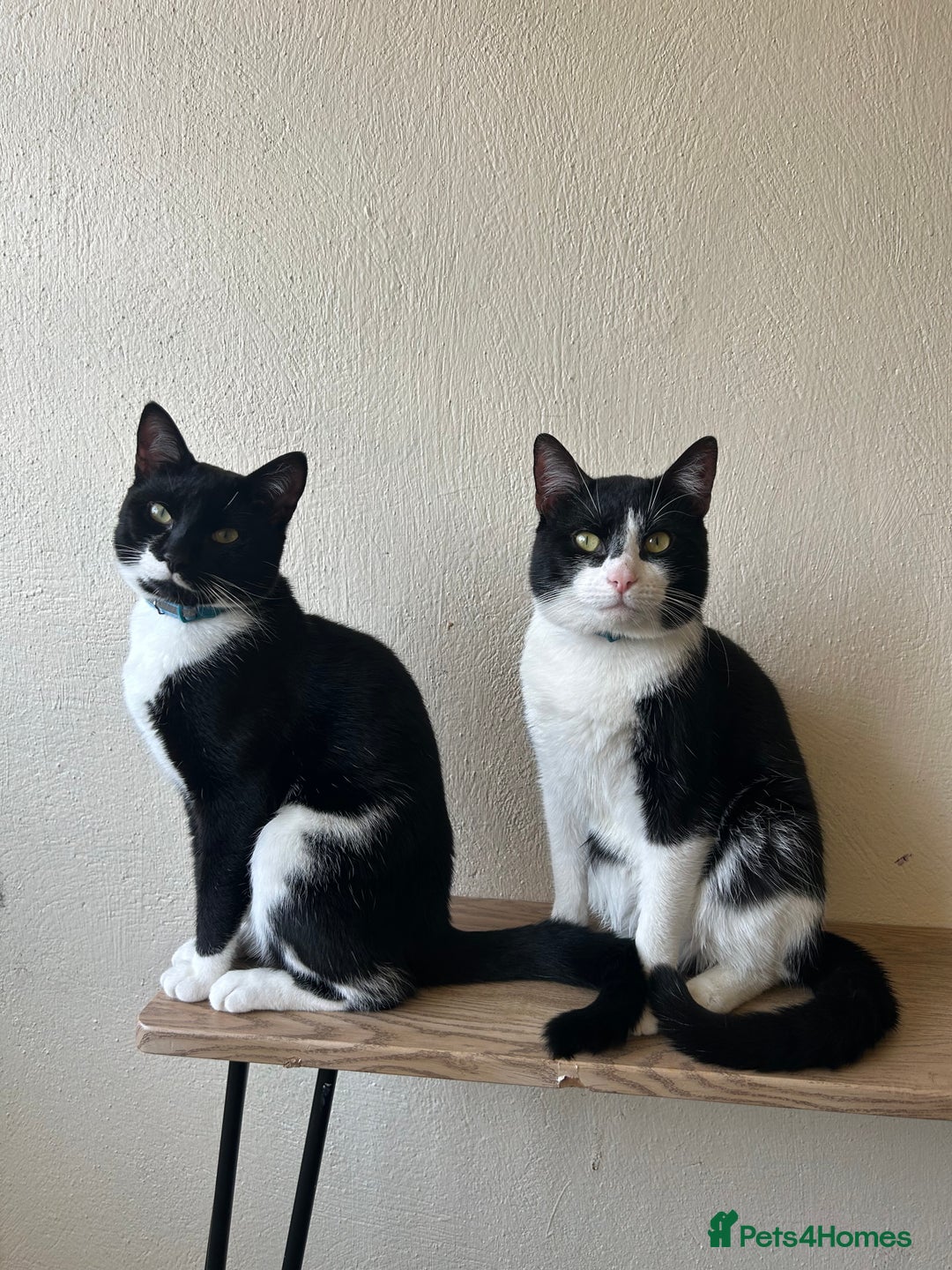 Domestic Shorthair cats for sale: Nearly 1 year old boy cat - Image 2