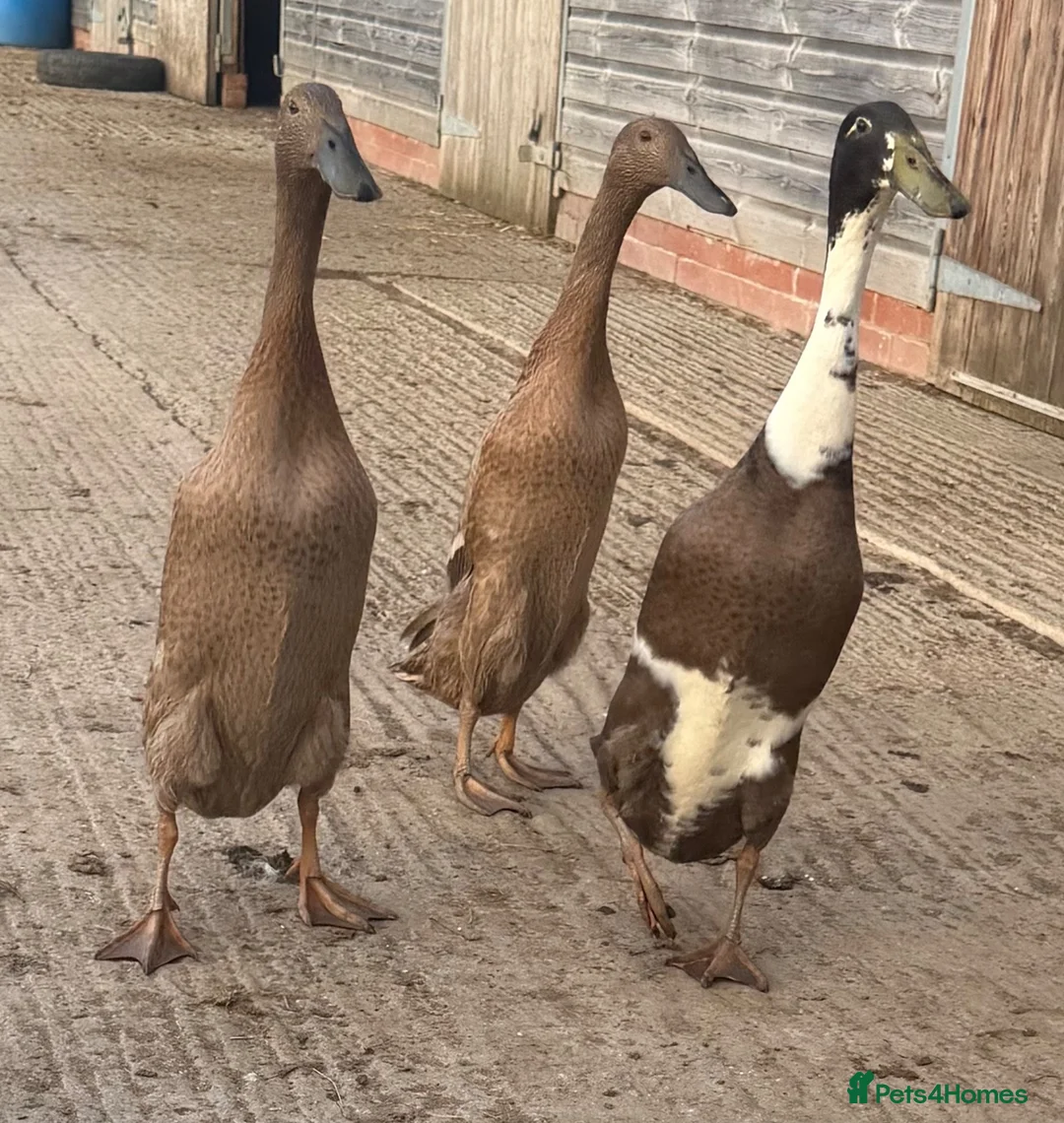 Ducks poultry for sale: Runner ducks - Advert 1