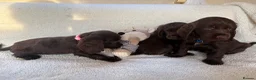 Cocker Spaniel dogs for sale: Show type cocker spaniels in Ipswich - Advert 22