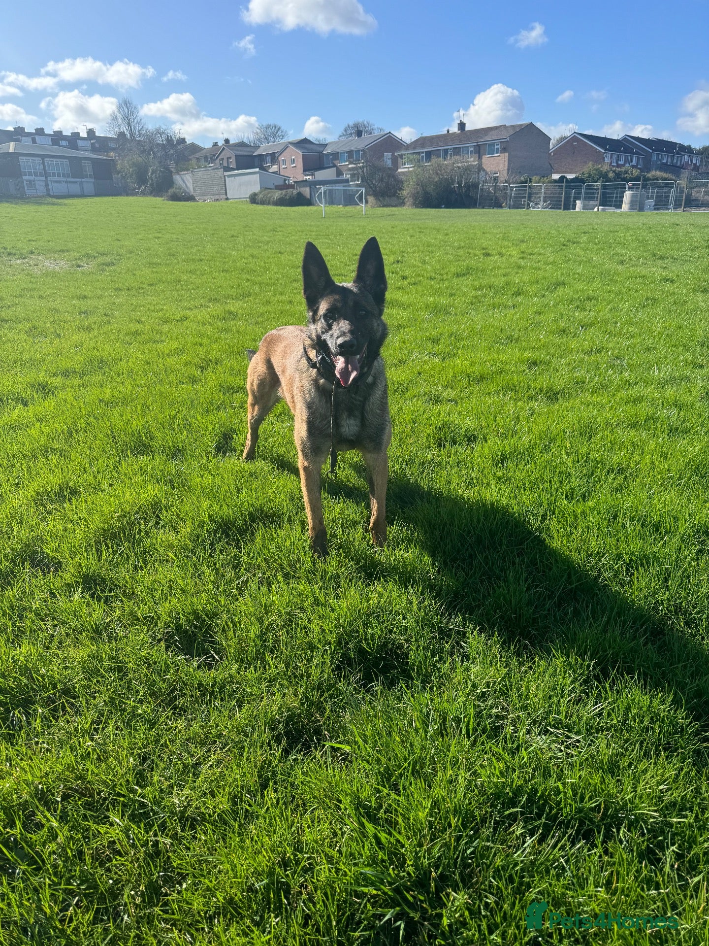 Belgian Shepherd Dog dogs Female KC Belgian Malinois for Sale - Advert 2