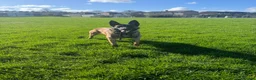 Belgian Shepherd Dog dogs for sale: Female KC Belgian Malinois for Sale - Advert 1