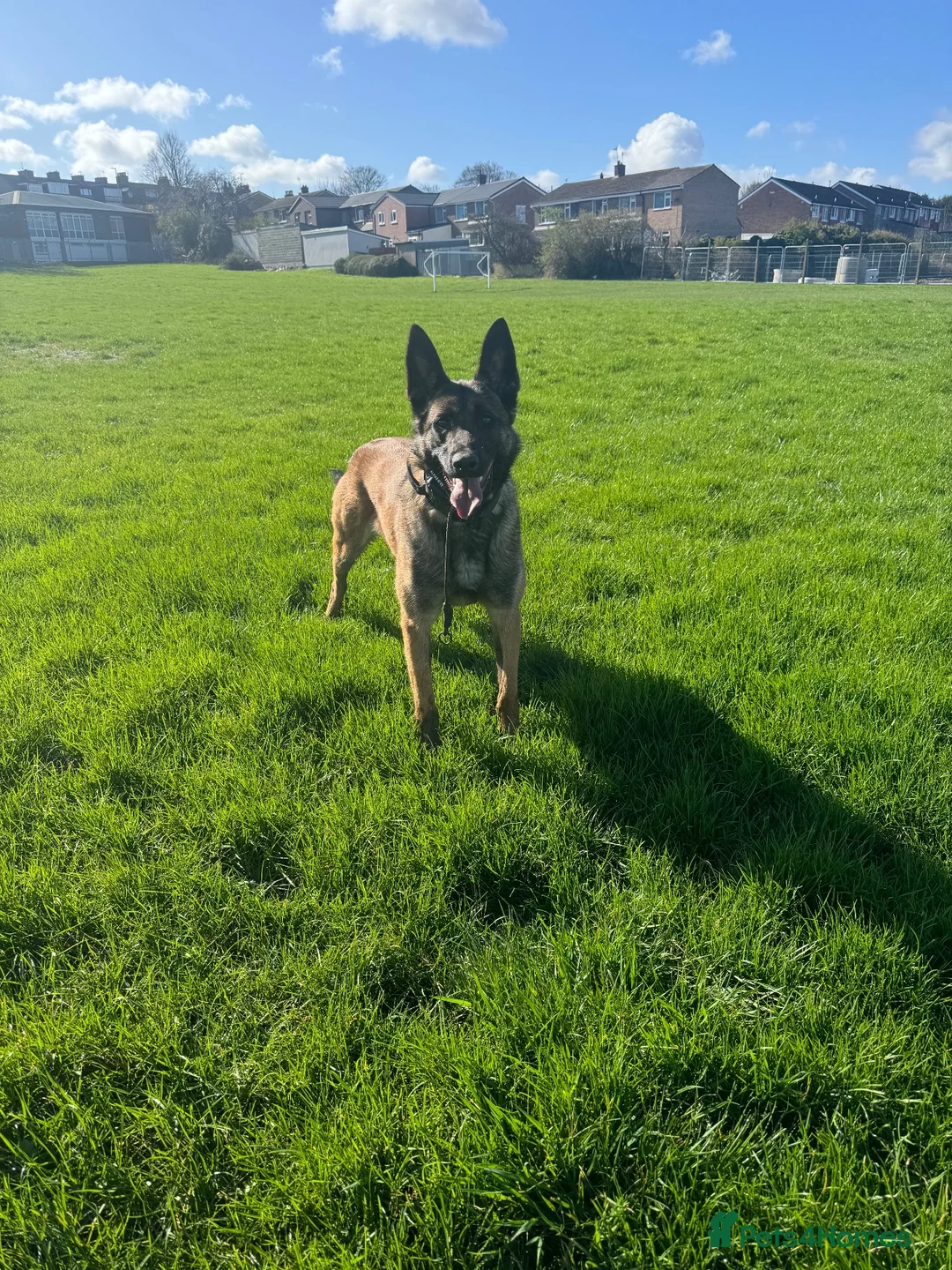 Belgian Shepherd Dog dogs for sale: Female KC Belgian Malinois for Sale - Advert 1