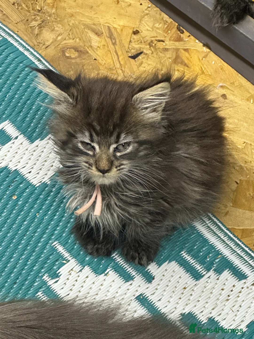 Maine Coon cats for sale: Mainecoons  - Advert 14