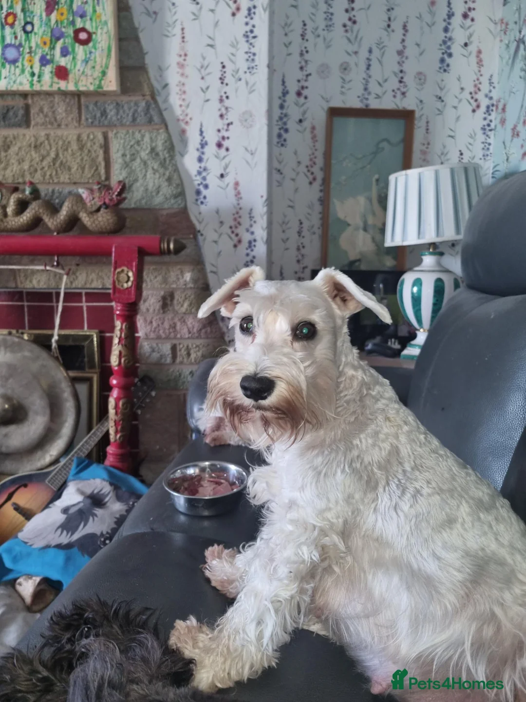 Miniature Schnauzer dogs for sale: Miniature schnauzer  in Evesham - Advert 1