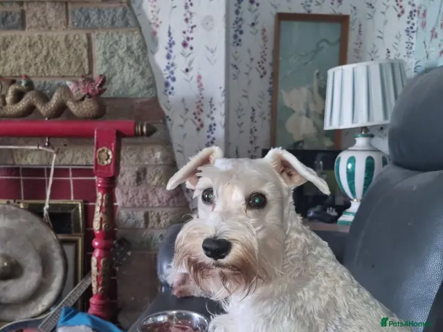 Miniature Schnauzer dogs Miniature schnauzer - Advert 1