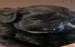 Cockapoo dogs for sale: Cockerpoo puppies Two Boys - Advert 1