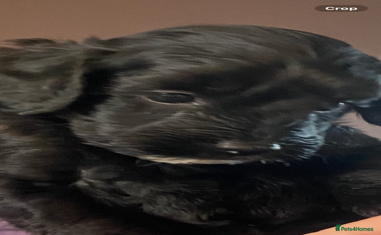 Cockapoo dogs Cockerpoo puppies Two Boys - Advert 1